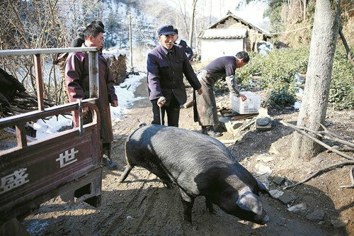 年猪“闪亮登场”.jpg
